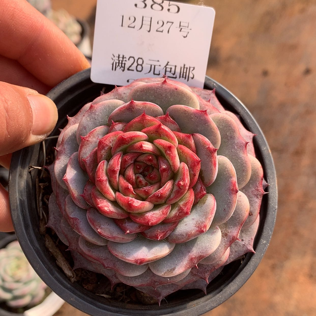 【闪购商品】云385