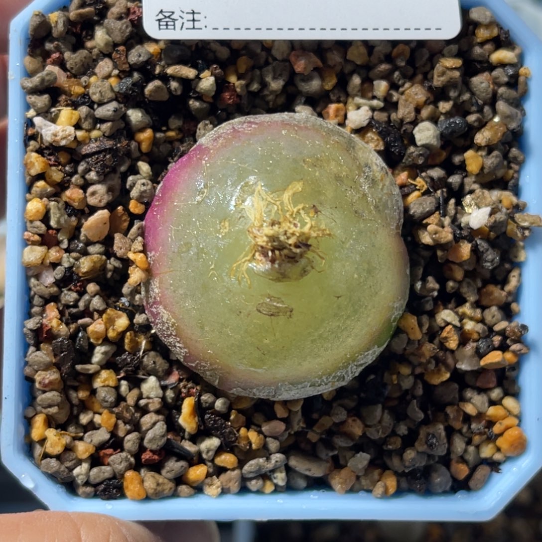 7986灯泡1尺寸3.5