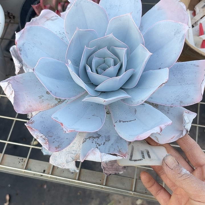 两单包邮，一物一拍117广haoh