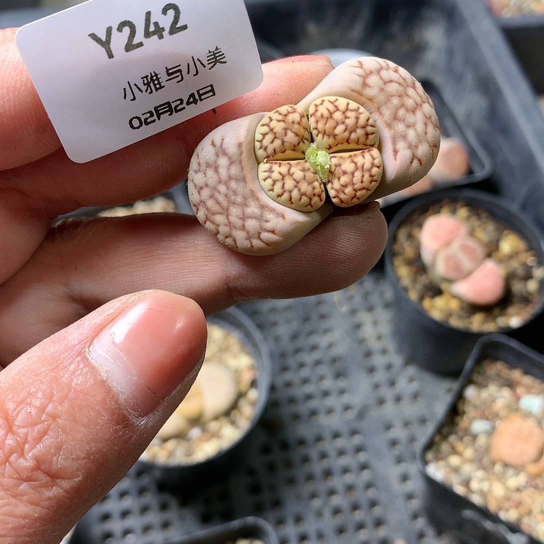 Y242多肉植物保护研究所