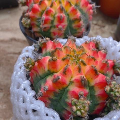 两盆花牡丹锦仙人球35米仙人球