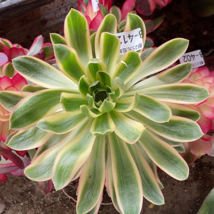 412青莲多肉12345678