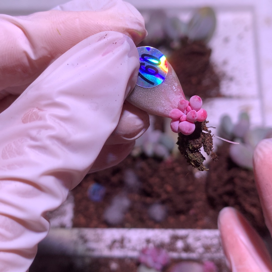 760彩虹奶酪多肉