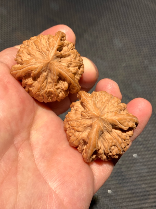 御龙粗筋球奔全品精品对尺寸37文玩核桃狮子头三棱核桃异形文玩核