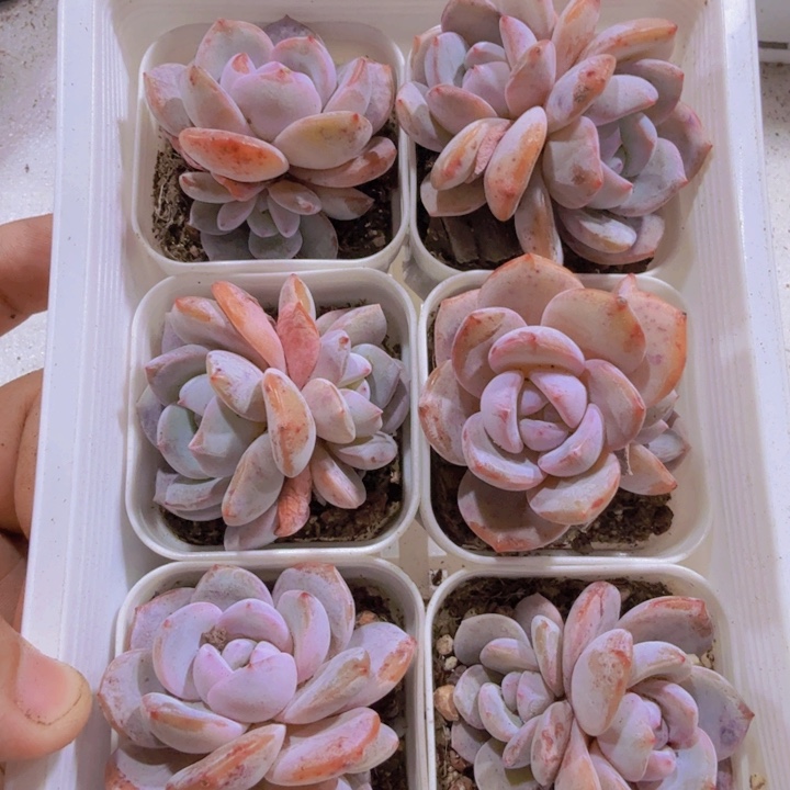 双头奶茶五厘米盆一颗