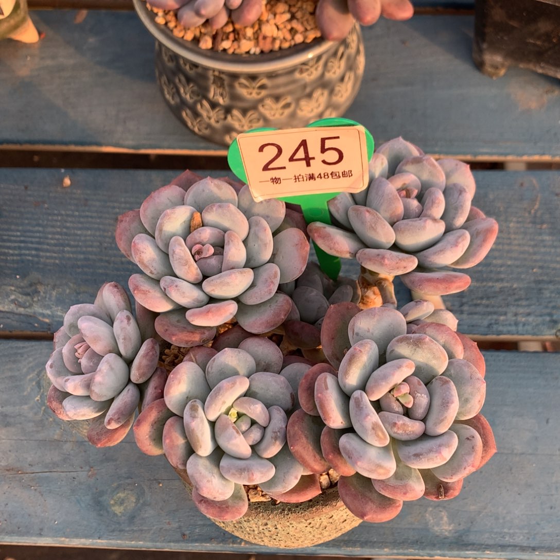 米雪老桩无砍平头245