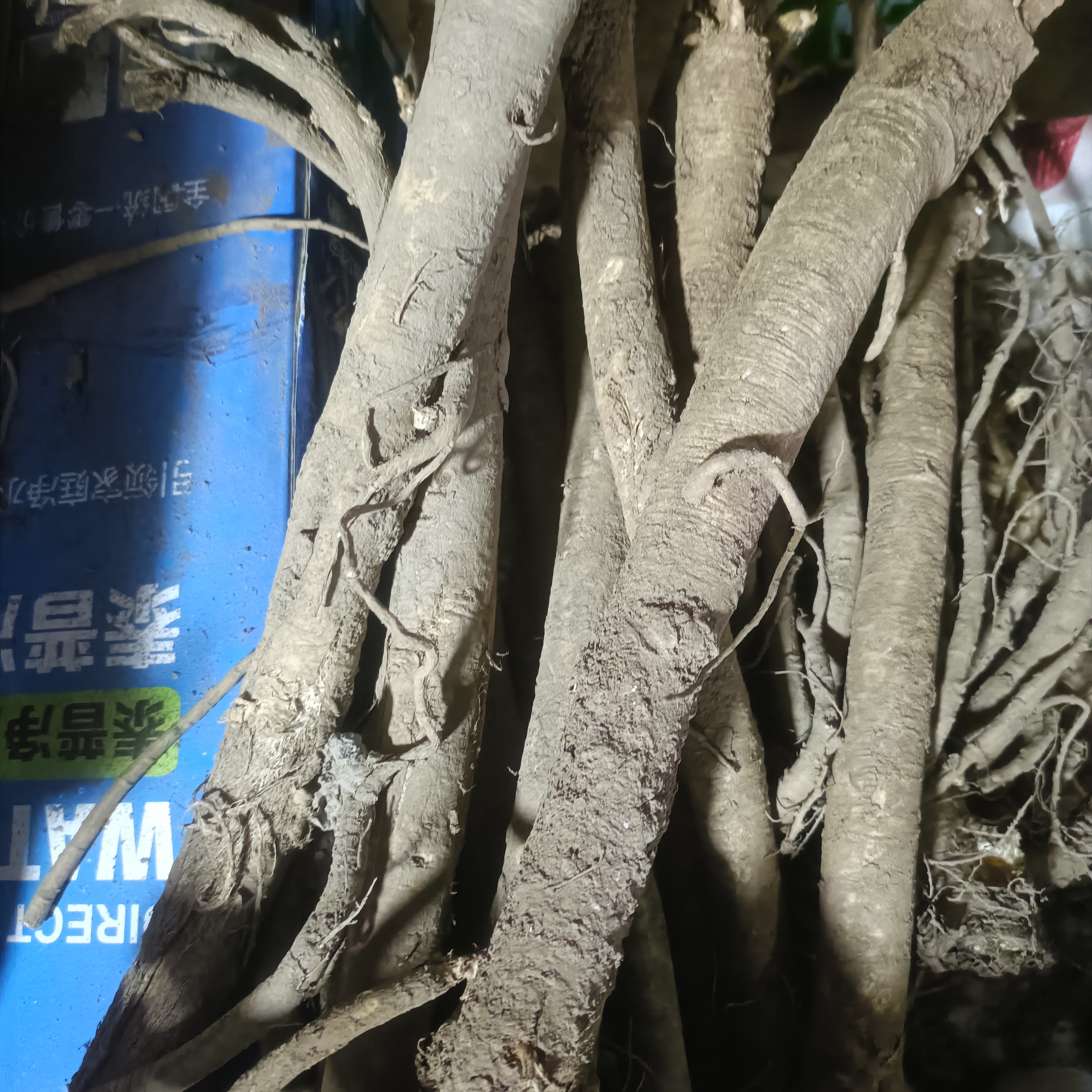 甘肃岷县新鲜现挖黄芪500克湿黄芪产地直发无硫