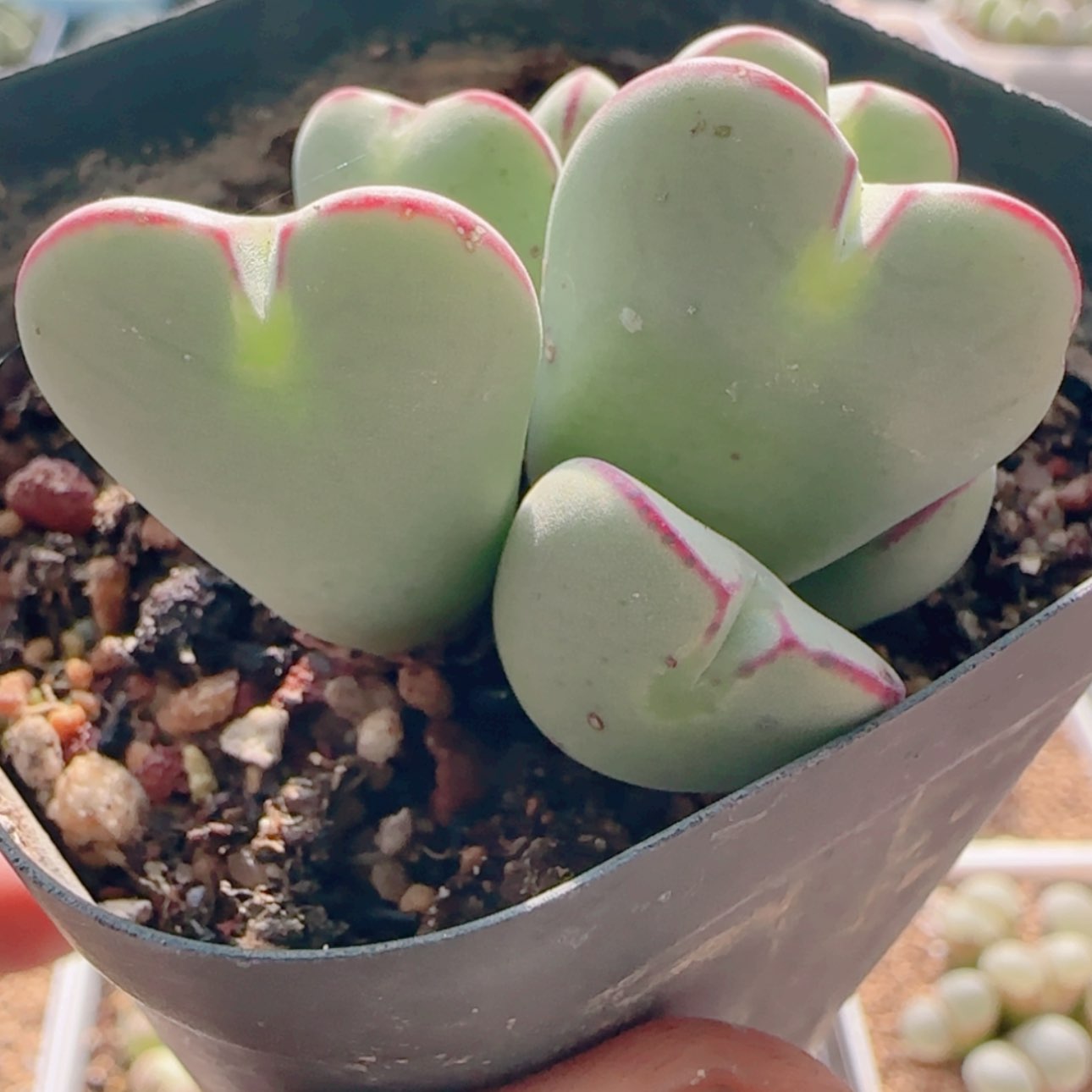 【闪购商品】21094