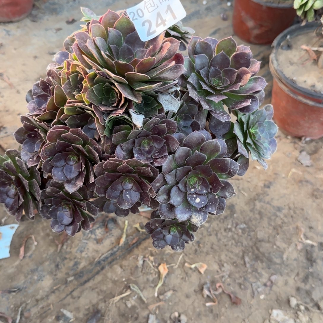 红玫瑰241满20包邮断枝不包