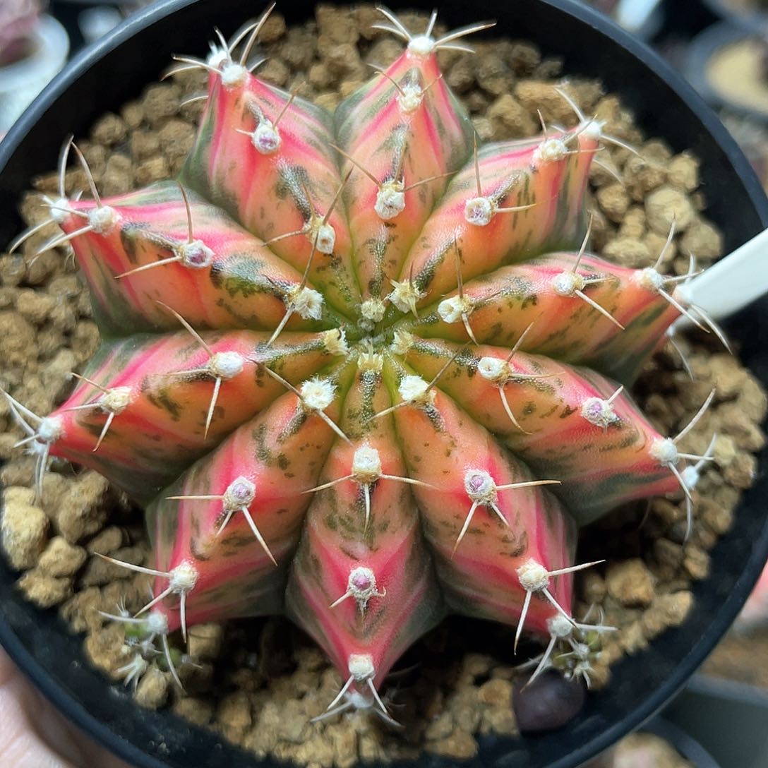 泰系名品侧，甜橙