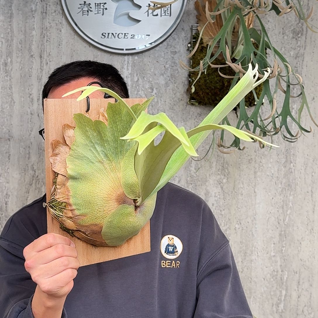 完全开放朝鹿鹿角蕨Yot