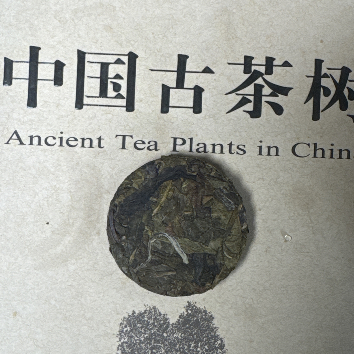 冰岛古树2025年黄金叶8克（普洱茶生普）