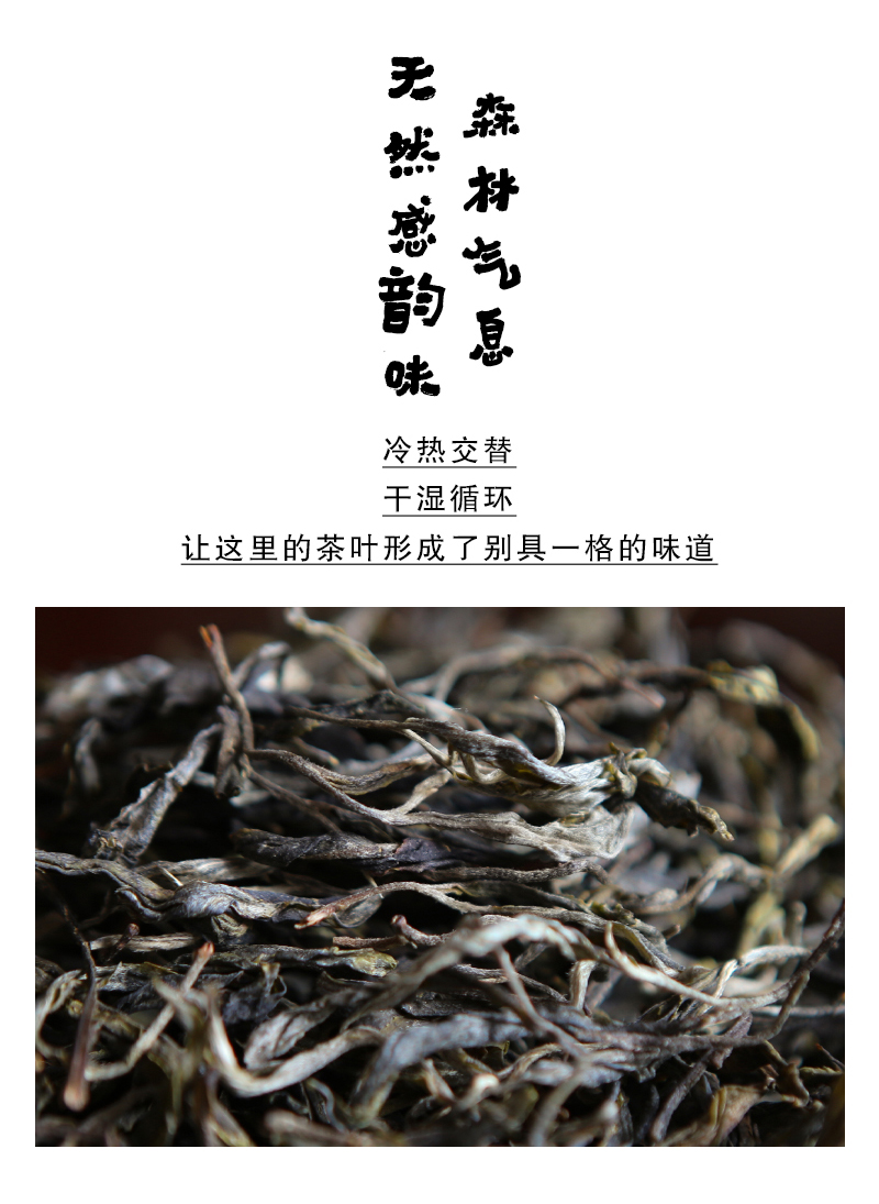 邦东芹菜塘生茶普洱茶散茶优质精选直播间云南高级生茶普洱