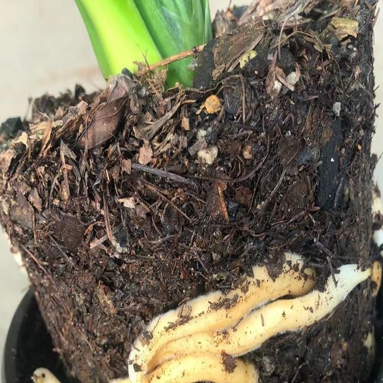 兰花专用腐叶松针土