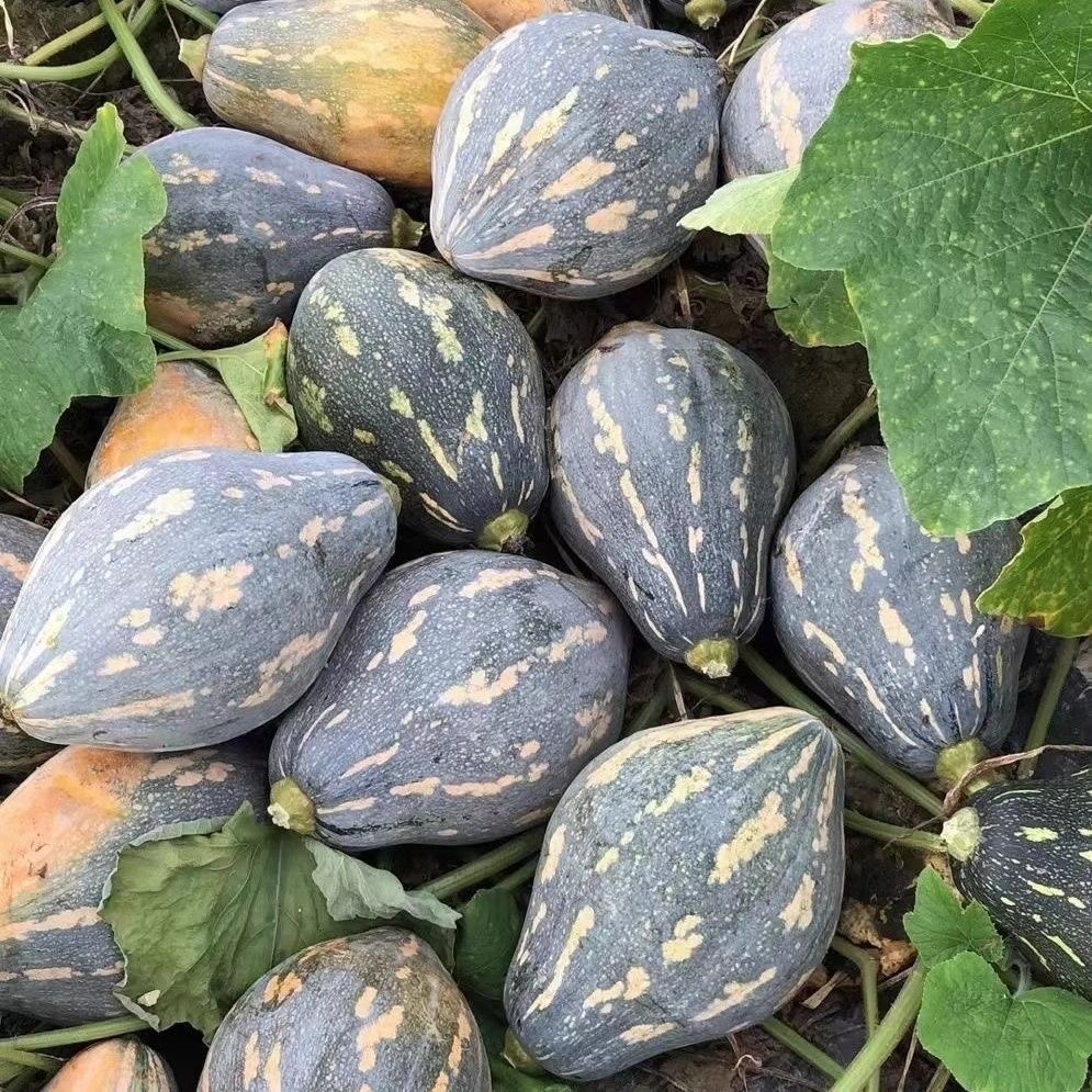 农家自种香芋南瓜香甜粉糯新鲜可作宝宝辅食