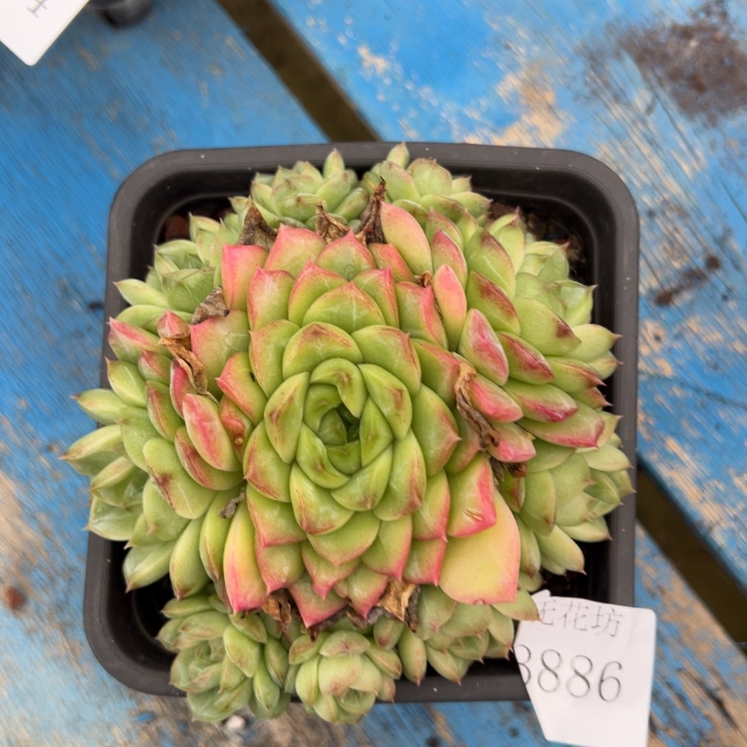 西**心3886肉肉肉肉肉肉