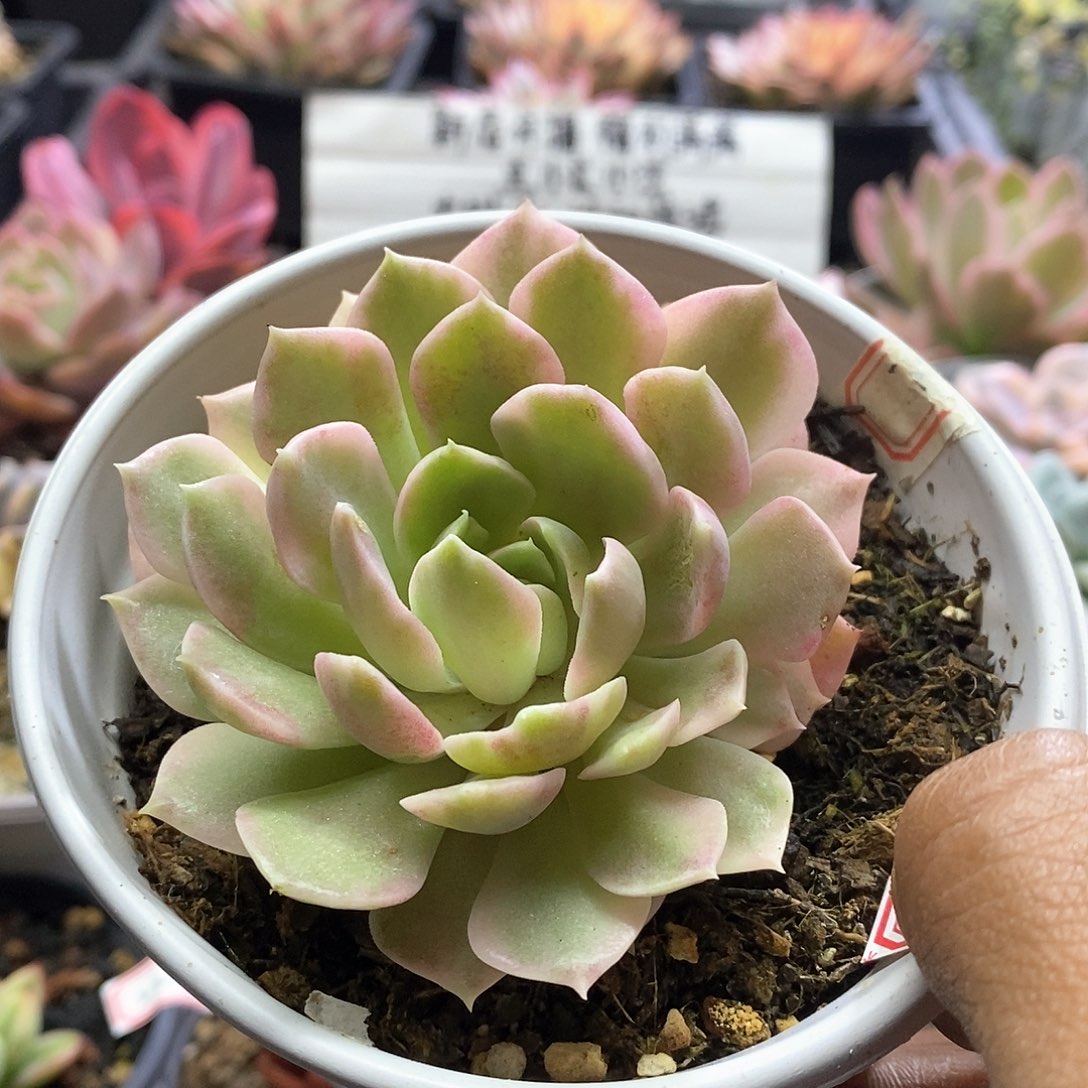 22133沙漠玫瑰腹轮就多肉