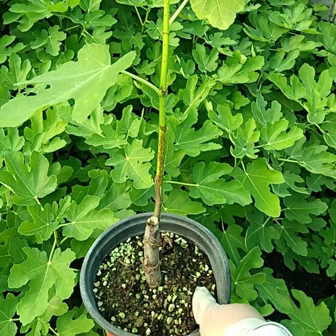 福袋专项链接  只为方便留个地址