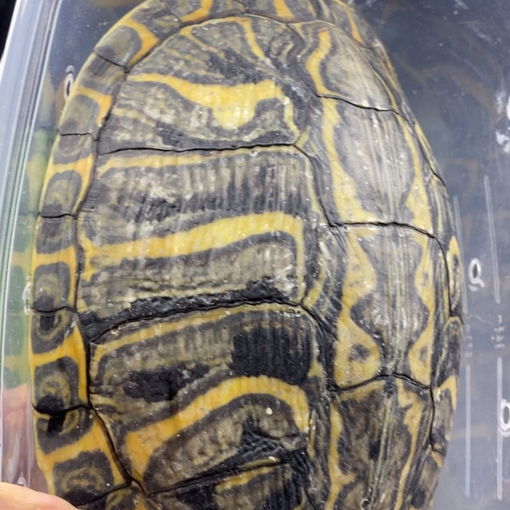 巴西彩龟母6666666