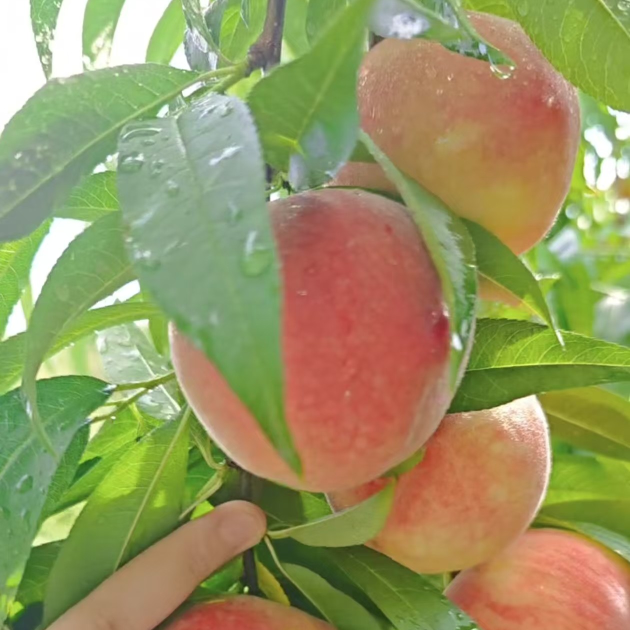 古田水蜜桃新鲜现摘产地直发硬吃脆爽软吃香甜多汁应季水果