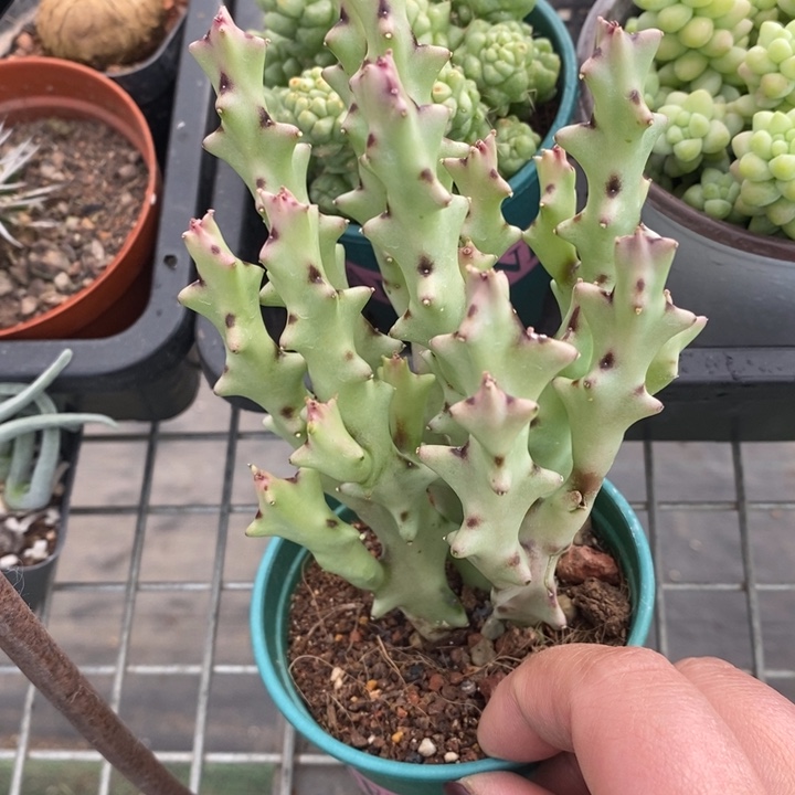 伯克利和格兰的故事是一