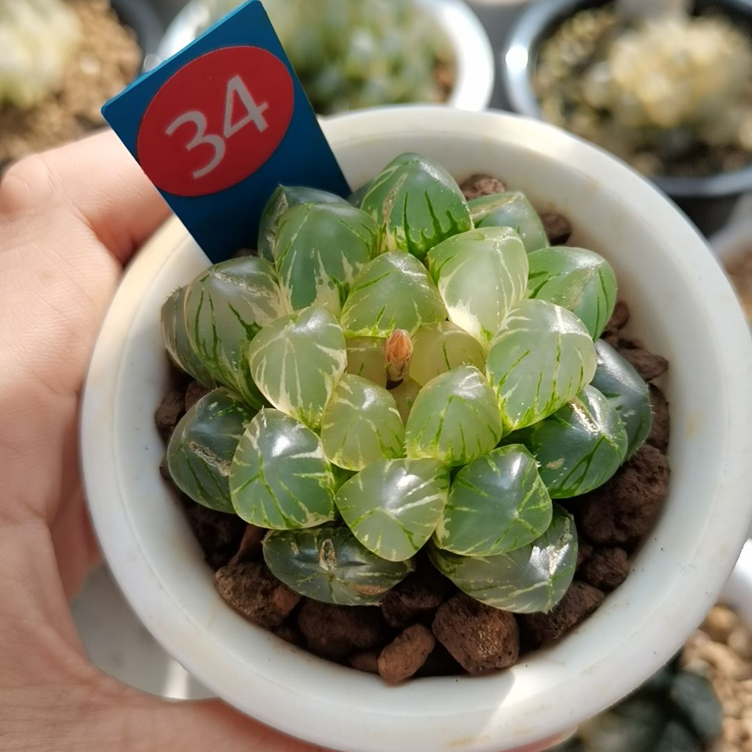 34号OM玉露锦一物一拍带盆土发货