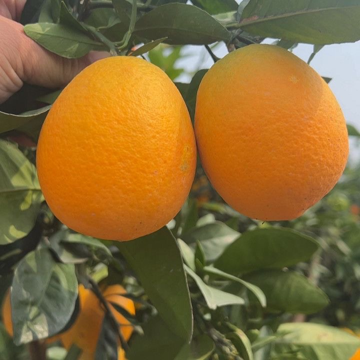 湖北松滋纽荷尔脐橙应季鲜橙多汁新鲜水果