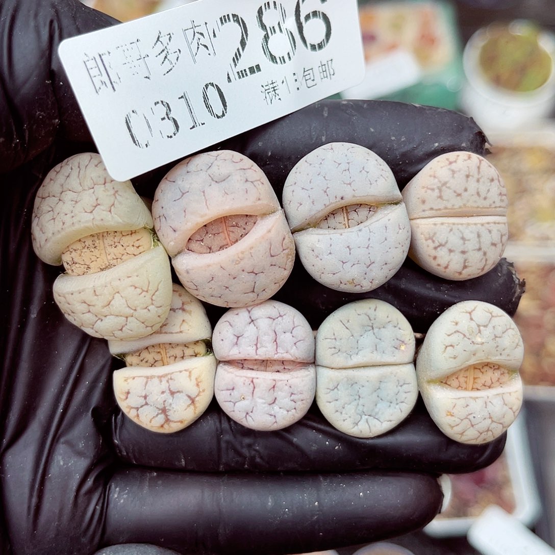 郎哥多肉生石花10-286