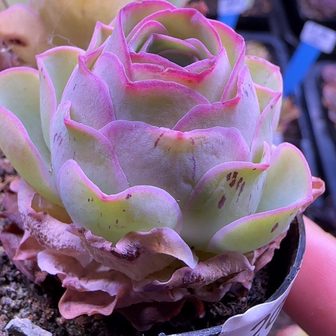 半城玫瑰开播福利201