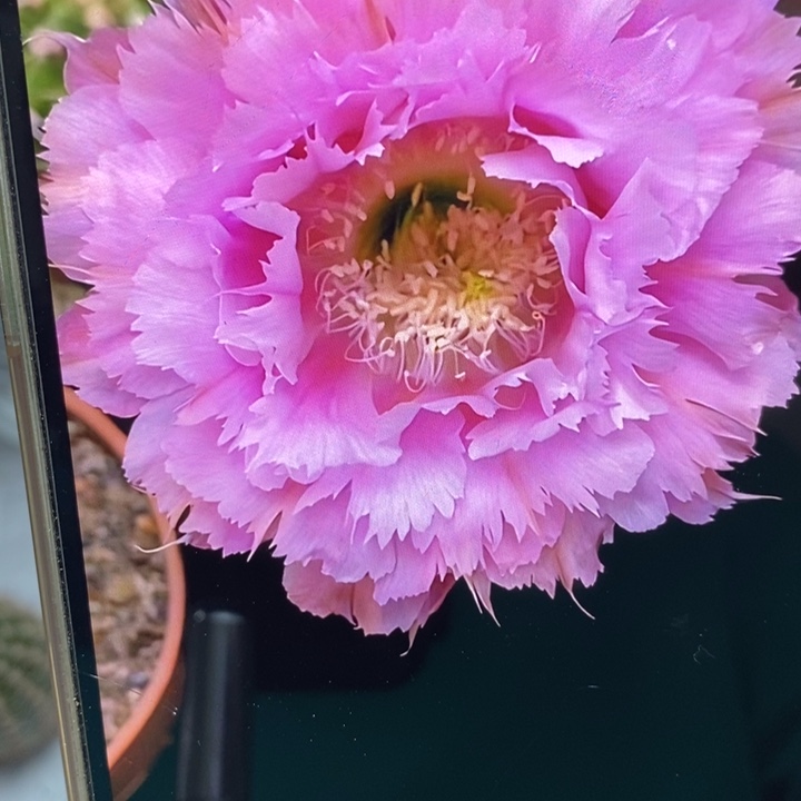 彩草粉羽毛带根6公分左右