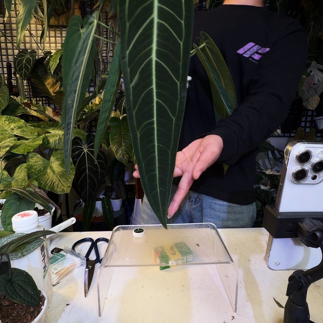 爱***湫完全开放X182火鹤后