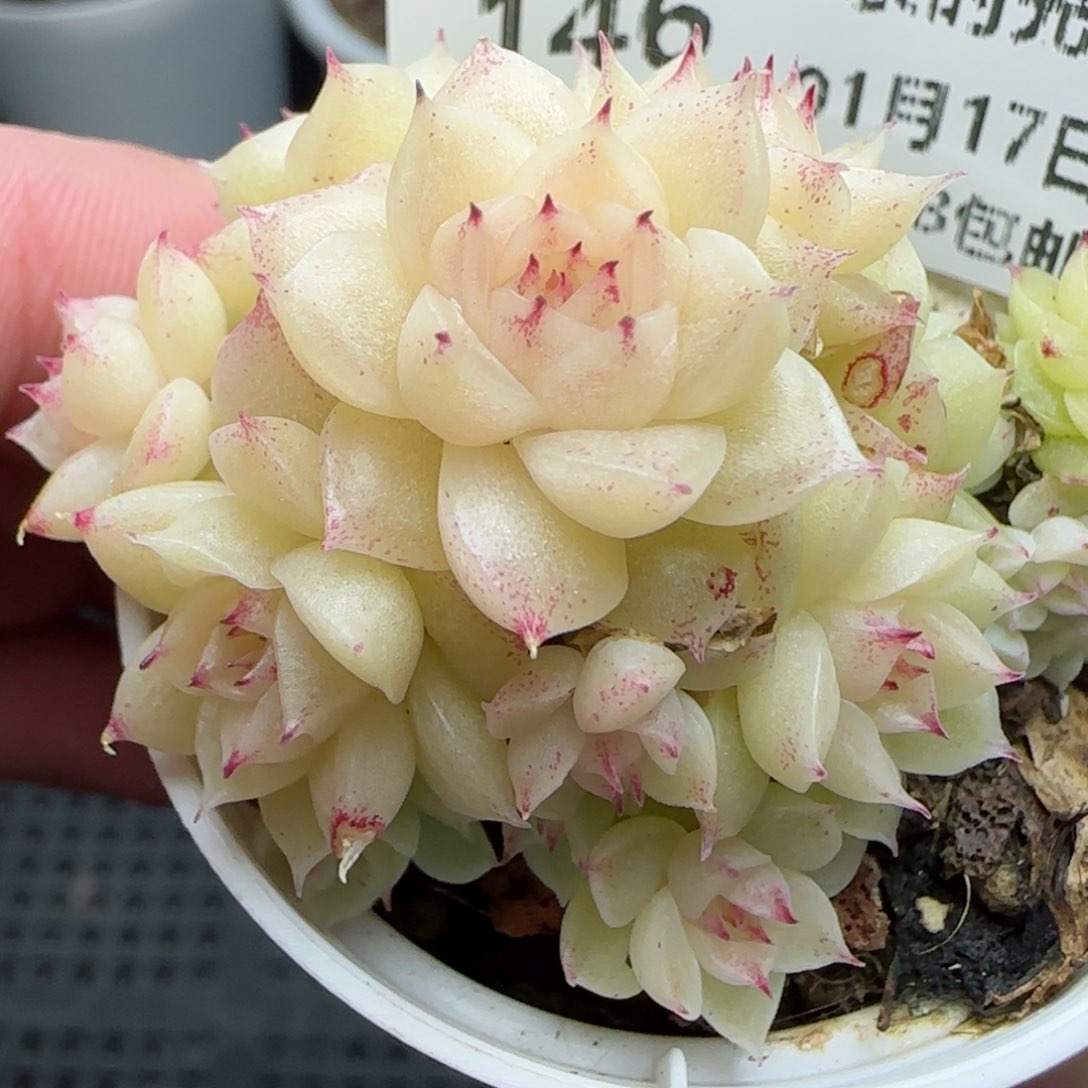 0117-146白玉麦秆散