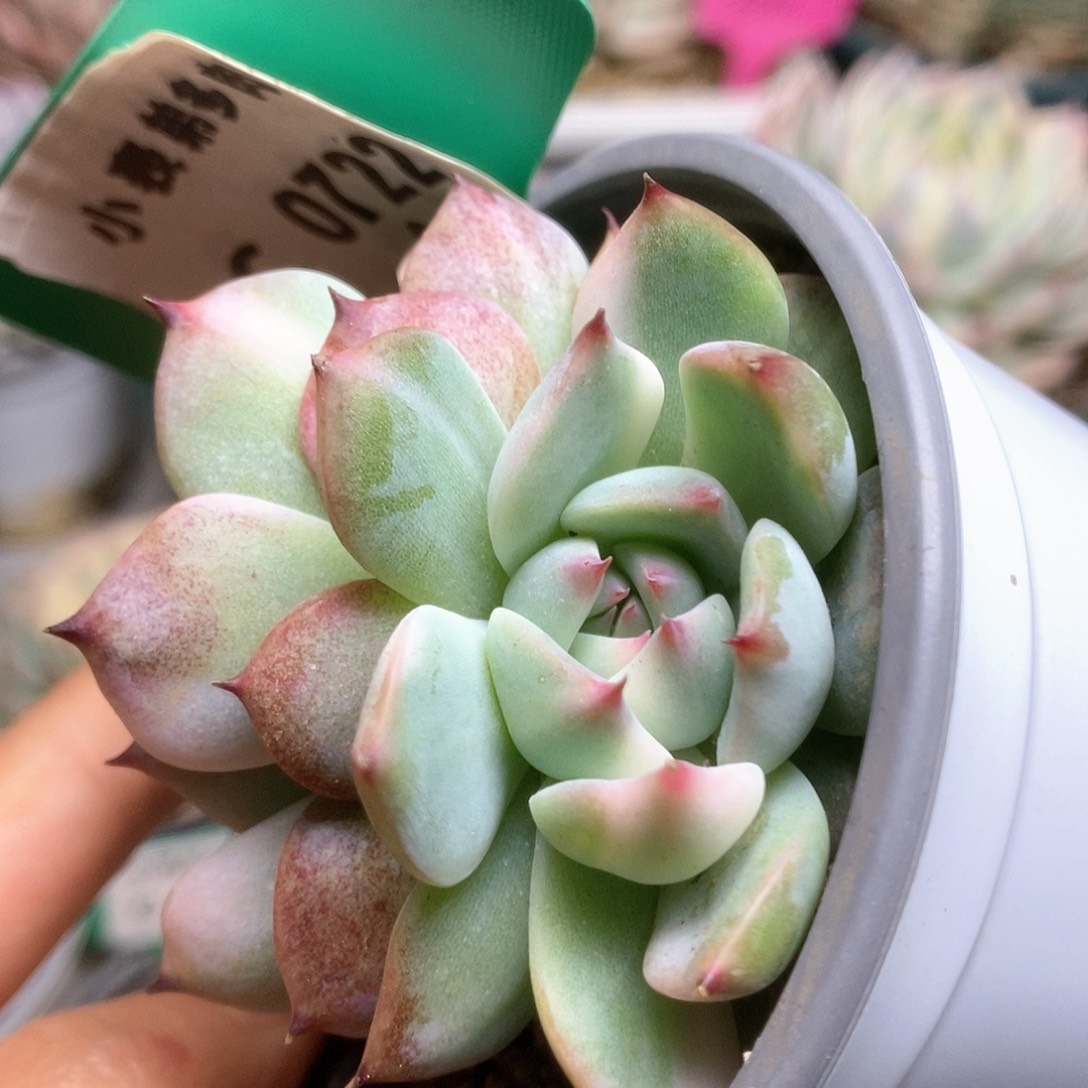 C722锦锦锦锦锦锦锦