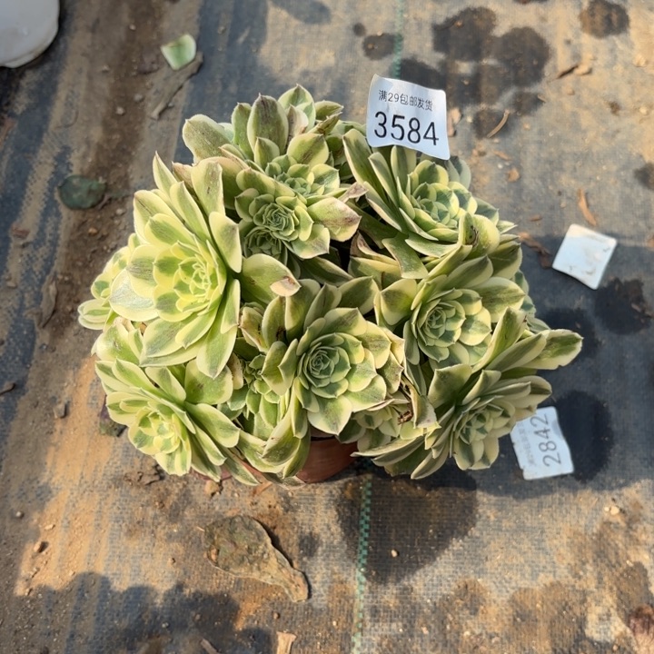 绿豆沙多肉法师3584