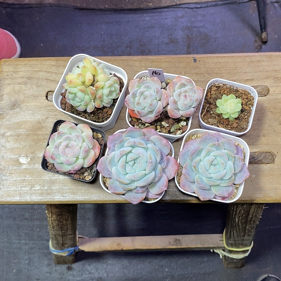 一***心16号一筐6颗多肉植物