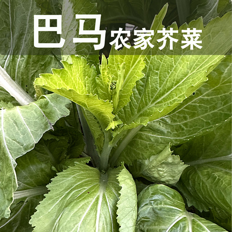 广西巴马农家芥菜应季蔬菜3斤