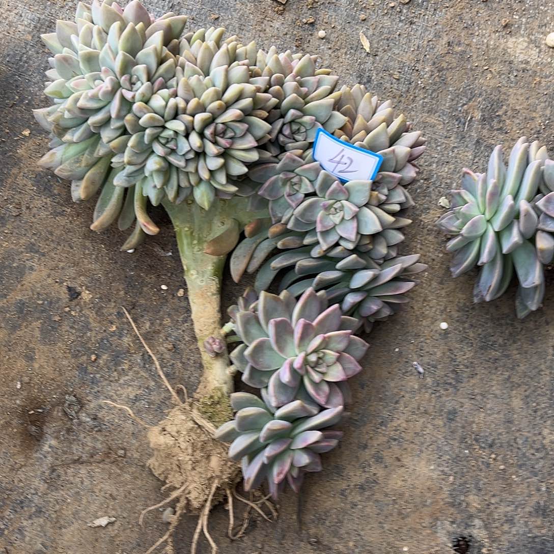 42号淡雪缀化一物一拍