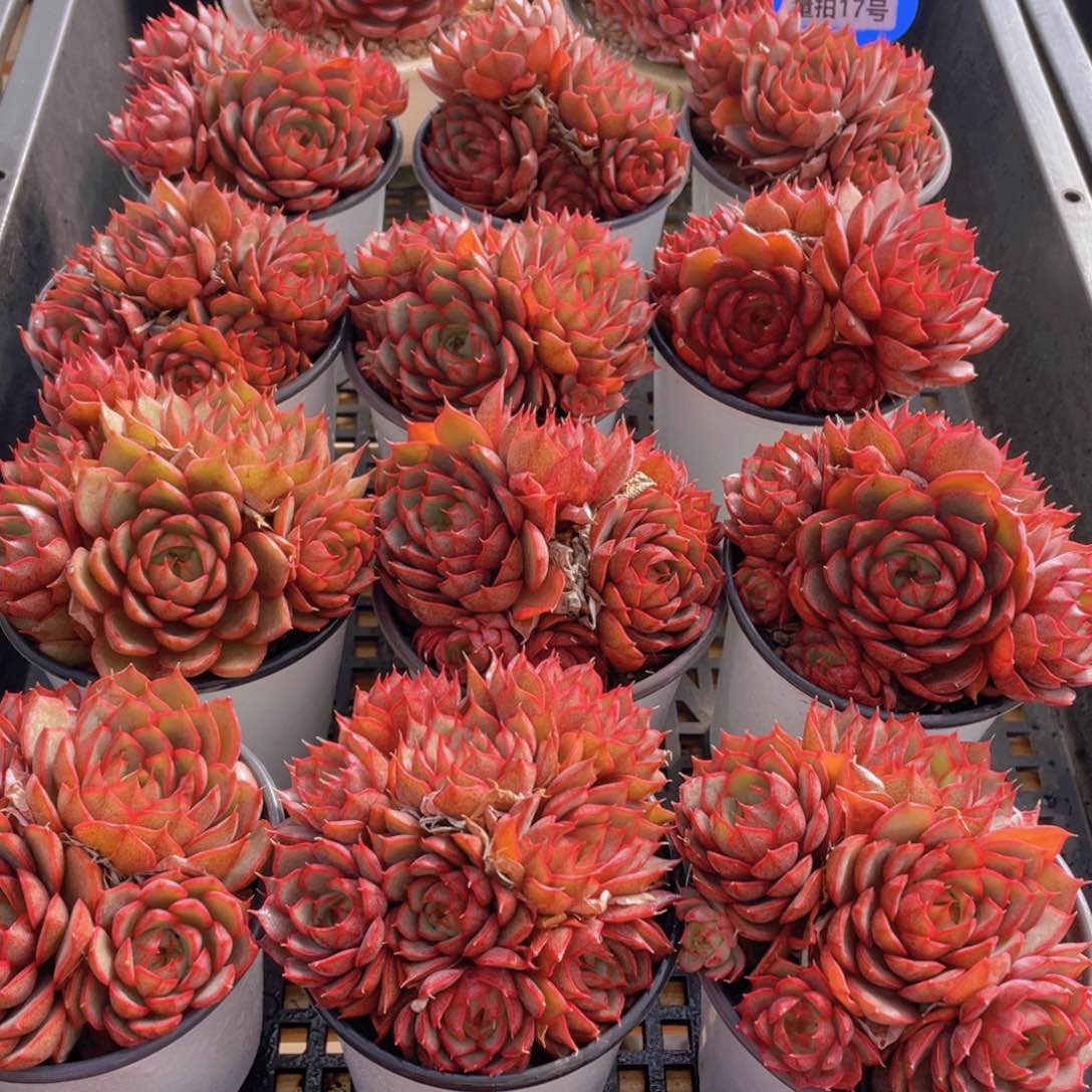 量拍17号 安娜玫瑰大群生一个