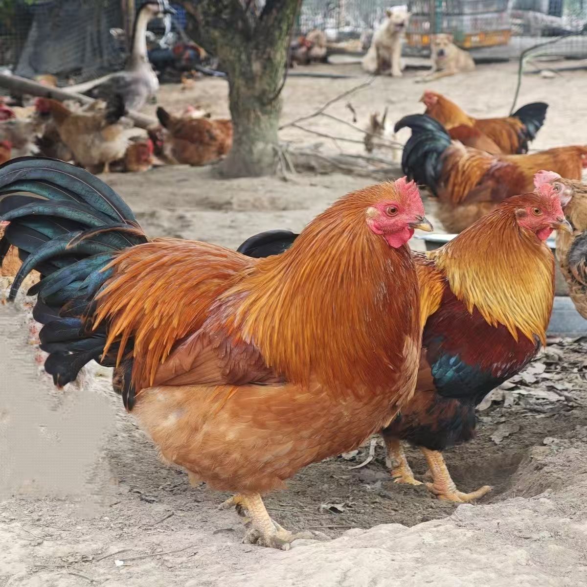 老水阉鸡三黄鸡走地鸡五谷杂粮喂养农家果园鸡宰杀冷藏发货