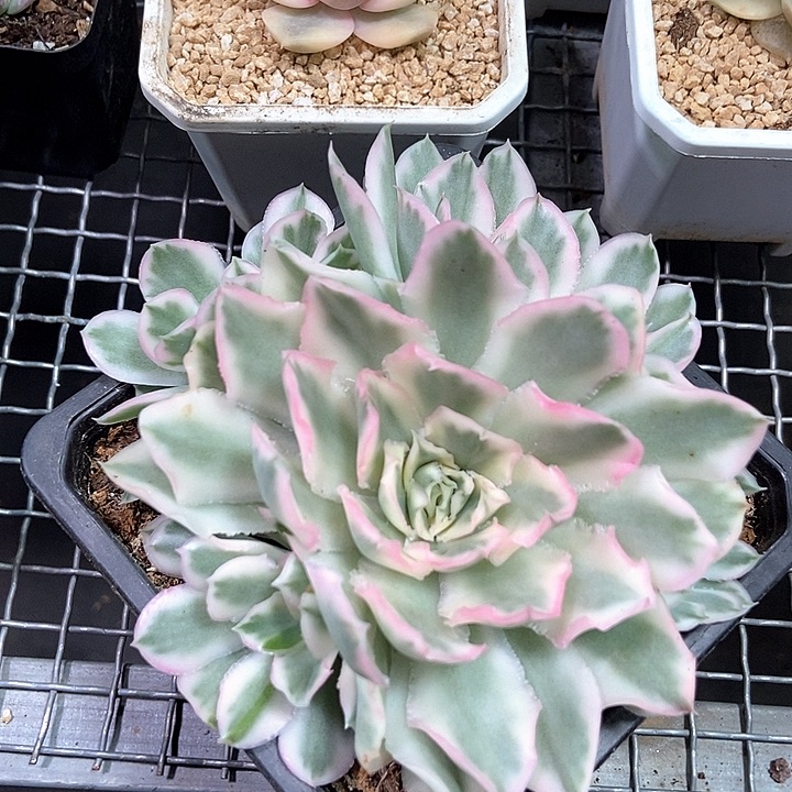 紫蝴蝶锦多肉植物