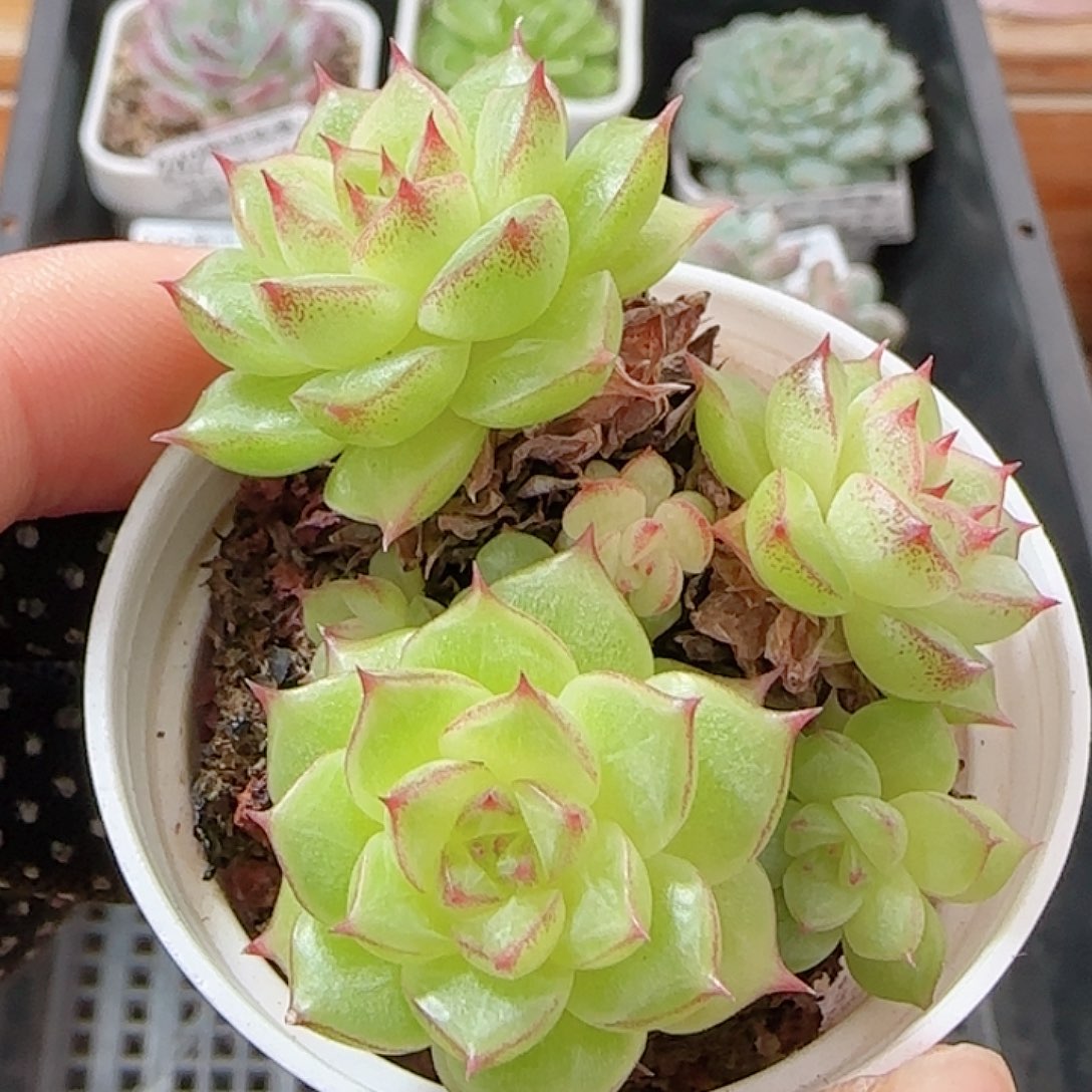 多肉1001--250散的