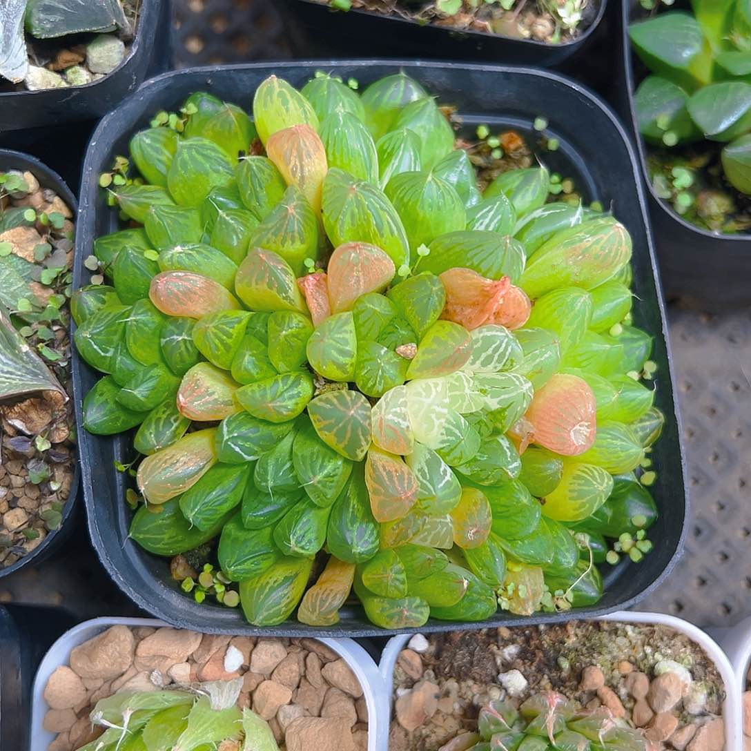 苏州玉露群多肉多肉多肉1