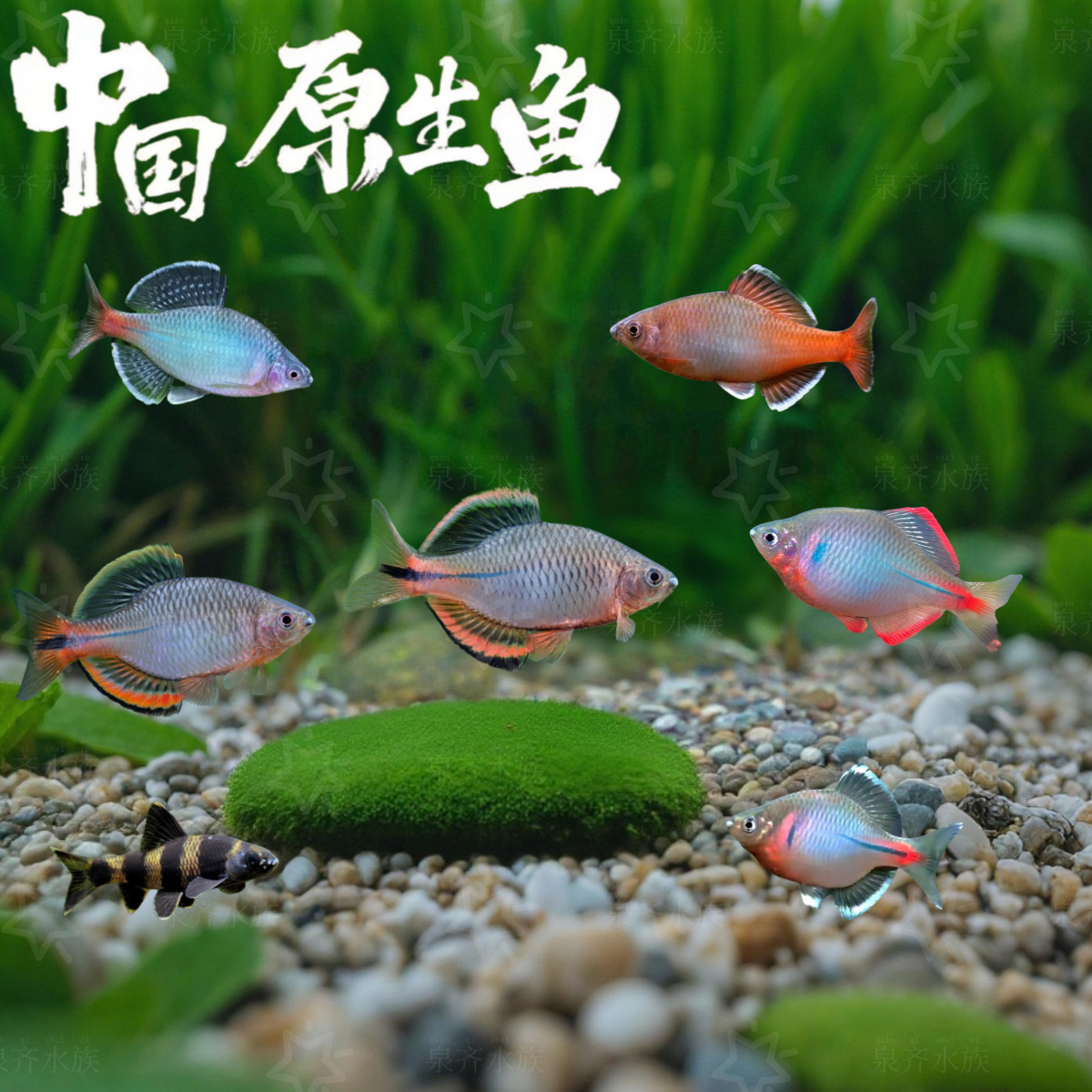 原生鱼，直播间挑鱼一物一拍