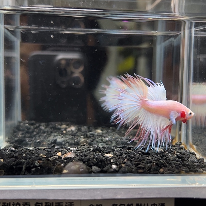 斗鱼跑单拉黑6日101