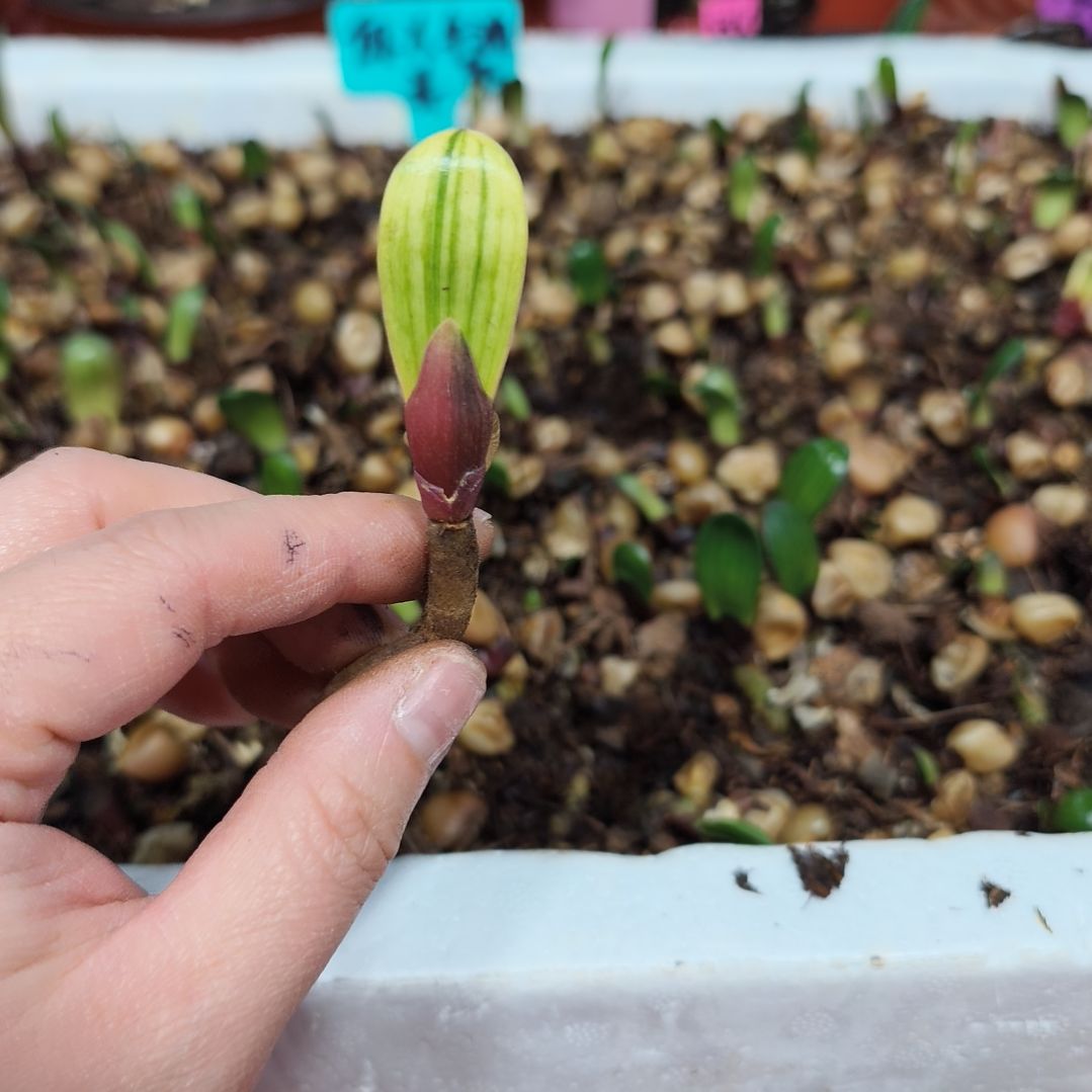 老***楊无花朵君子兰直播带货