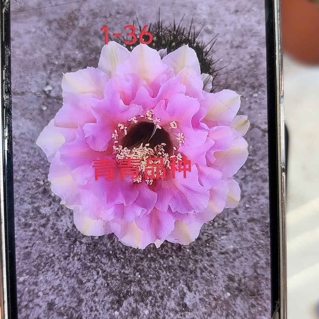 彩草1-36号9公分左右