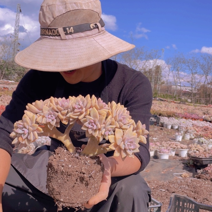 197淡雪缀化一物一拍