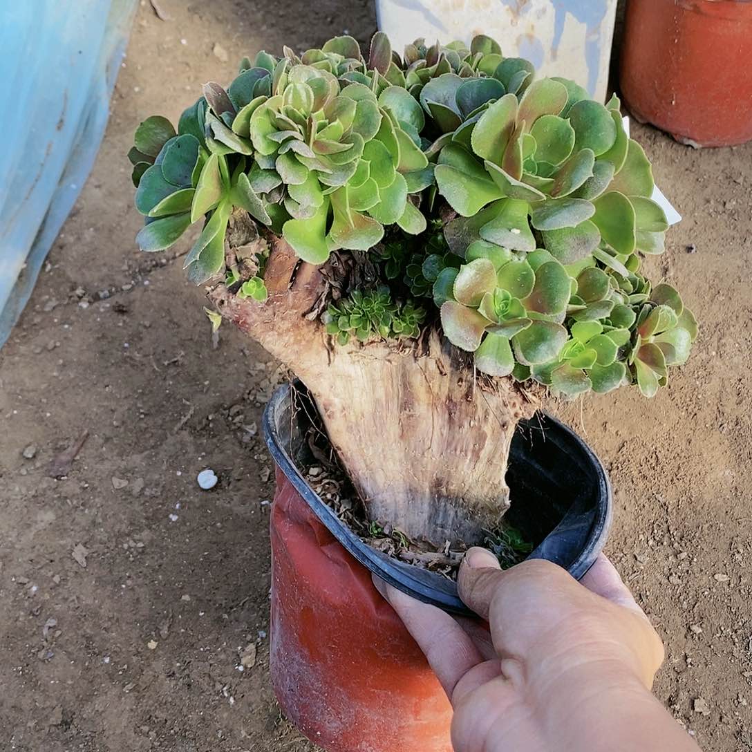 258 号瑕疵20包邮不包断枝