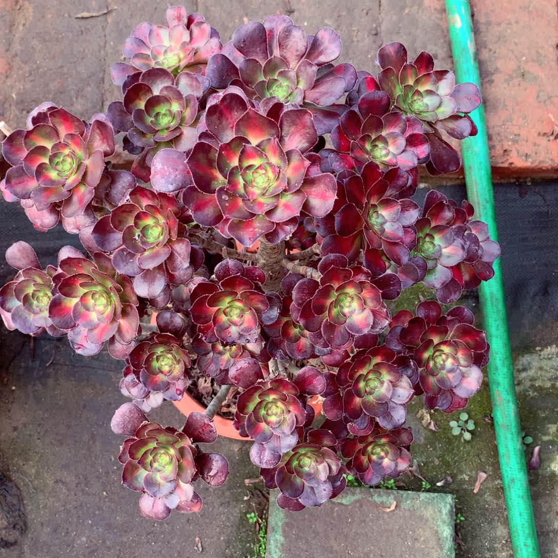 晚霞的，多肉植物的