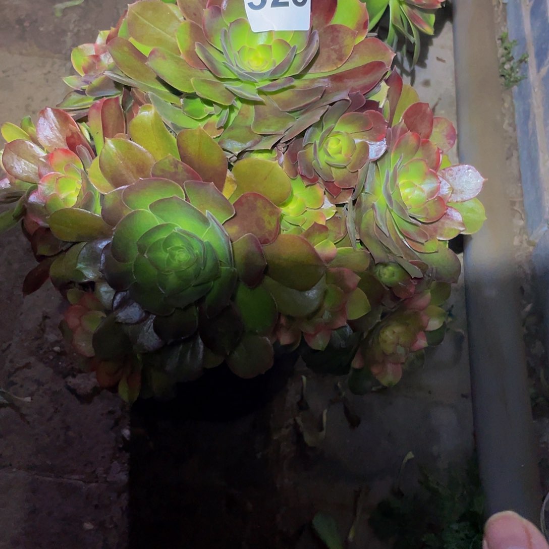 多肉大师528号绍修7彩发货不包损